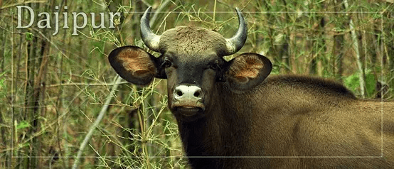 A Wilderness Odyssey: Discovering the Enchanting Dajipur Wildlife&nbsp;Sanctuary